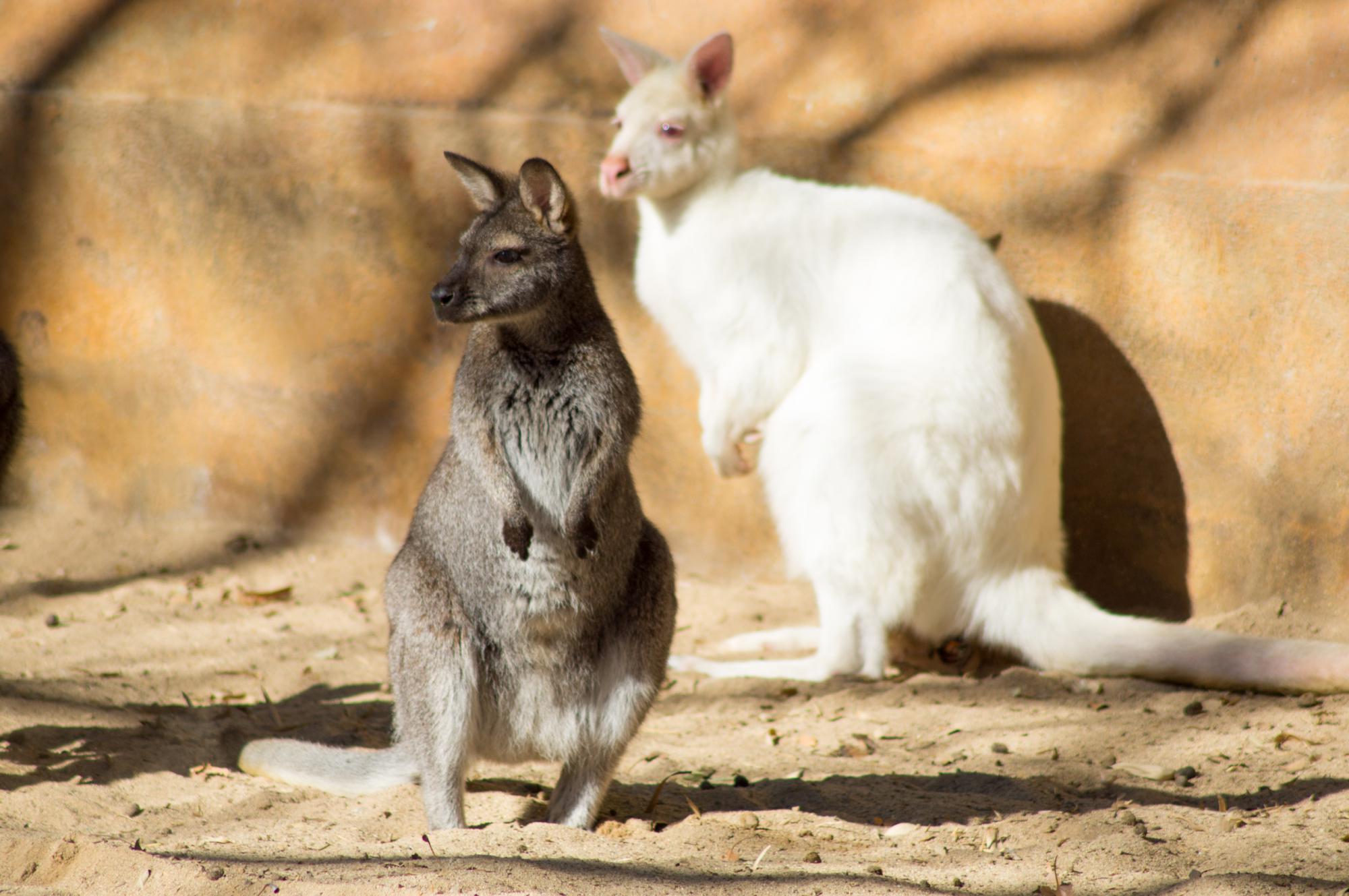 Kangaroos in Zoo de Barcelona