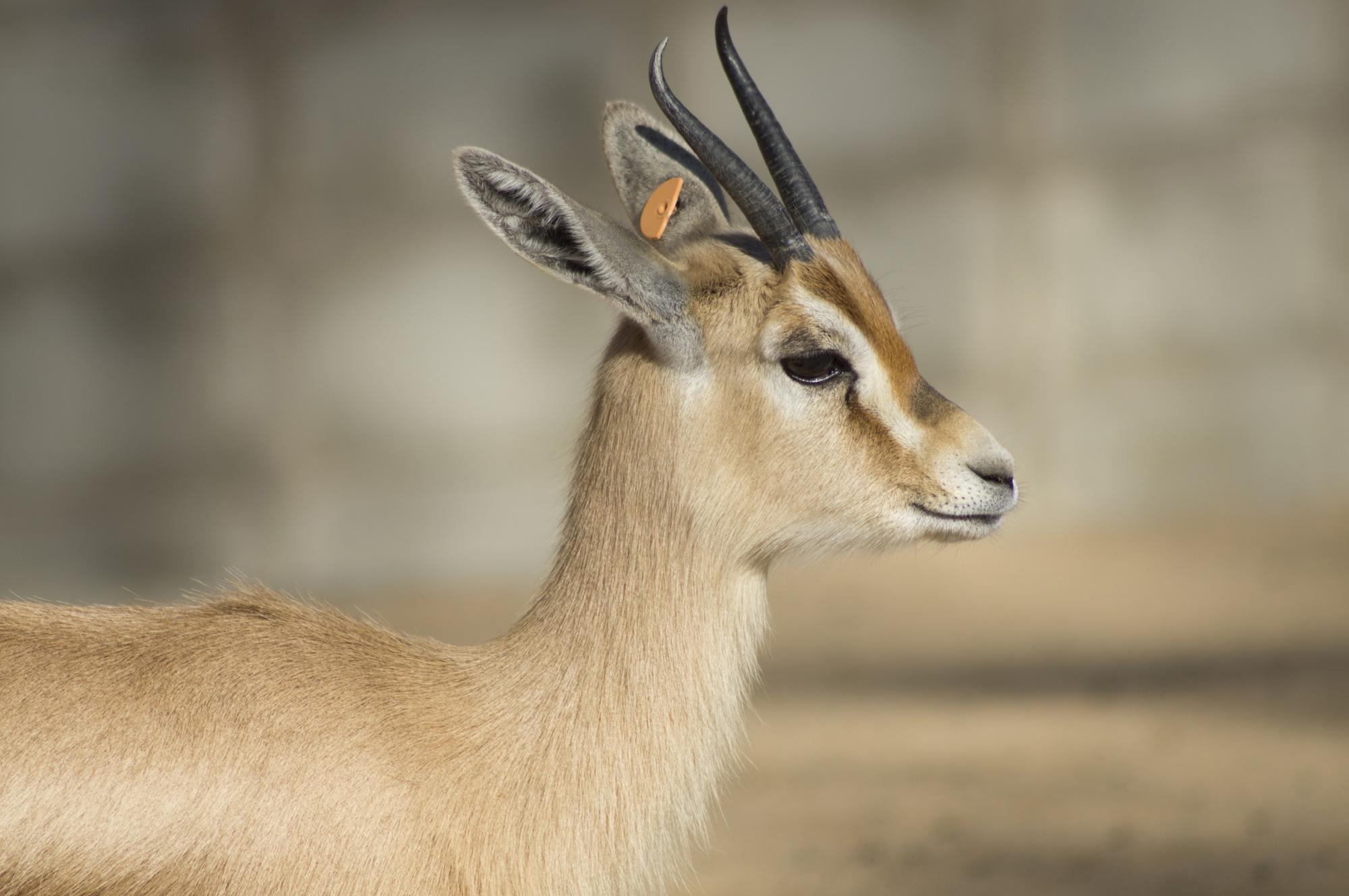 Dorcas gazelle in Zoo de Barcelona