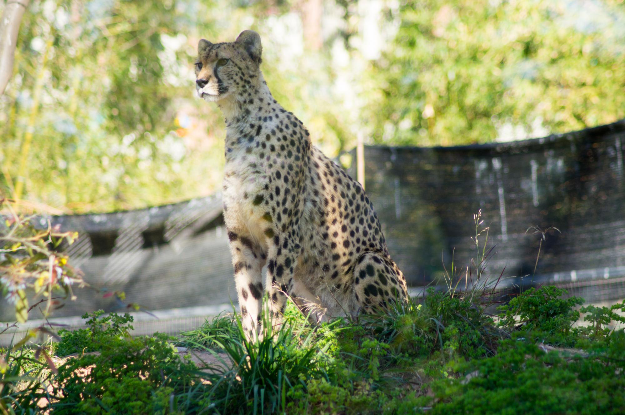 Cheetah in Zoo de Barcelona