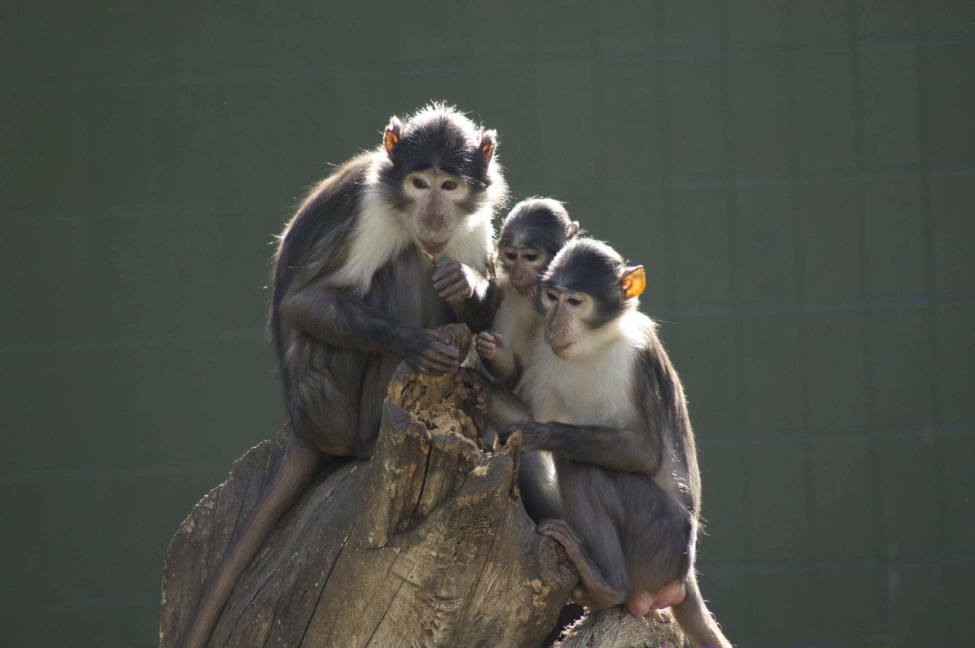 White-naped mangabeys in Zoo de Barcelona