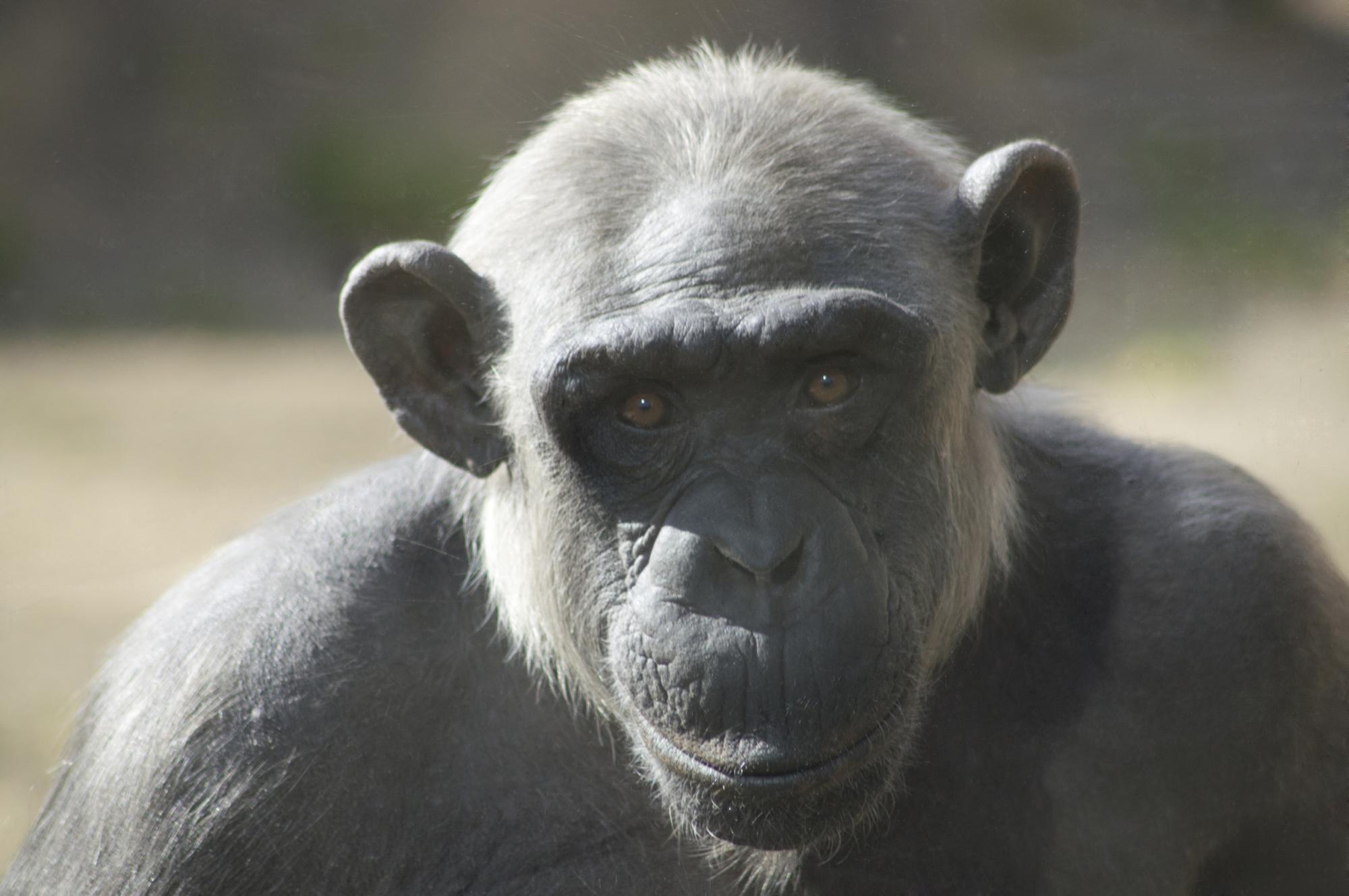 Chimpanzee posing in Barcelona Zoo