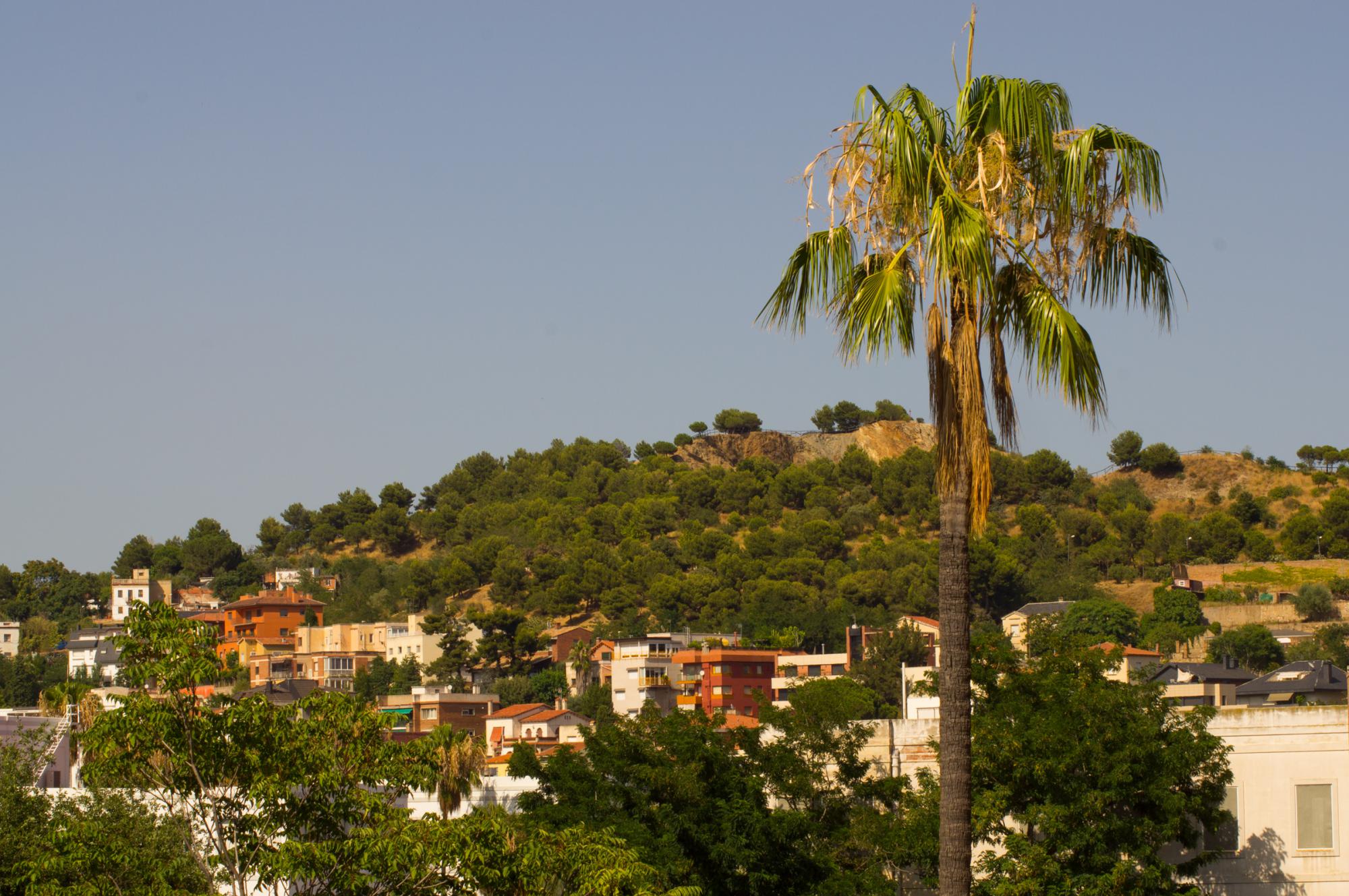 View of a palm tree and a hill in Barcelona