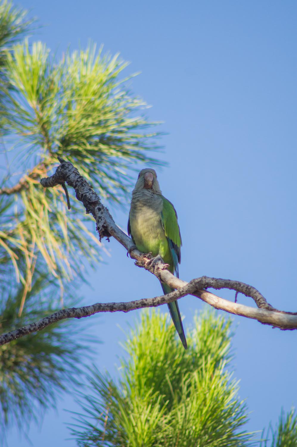 Parrot on a tree branch in a park in Barcelona