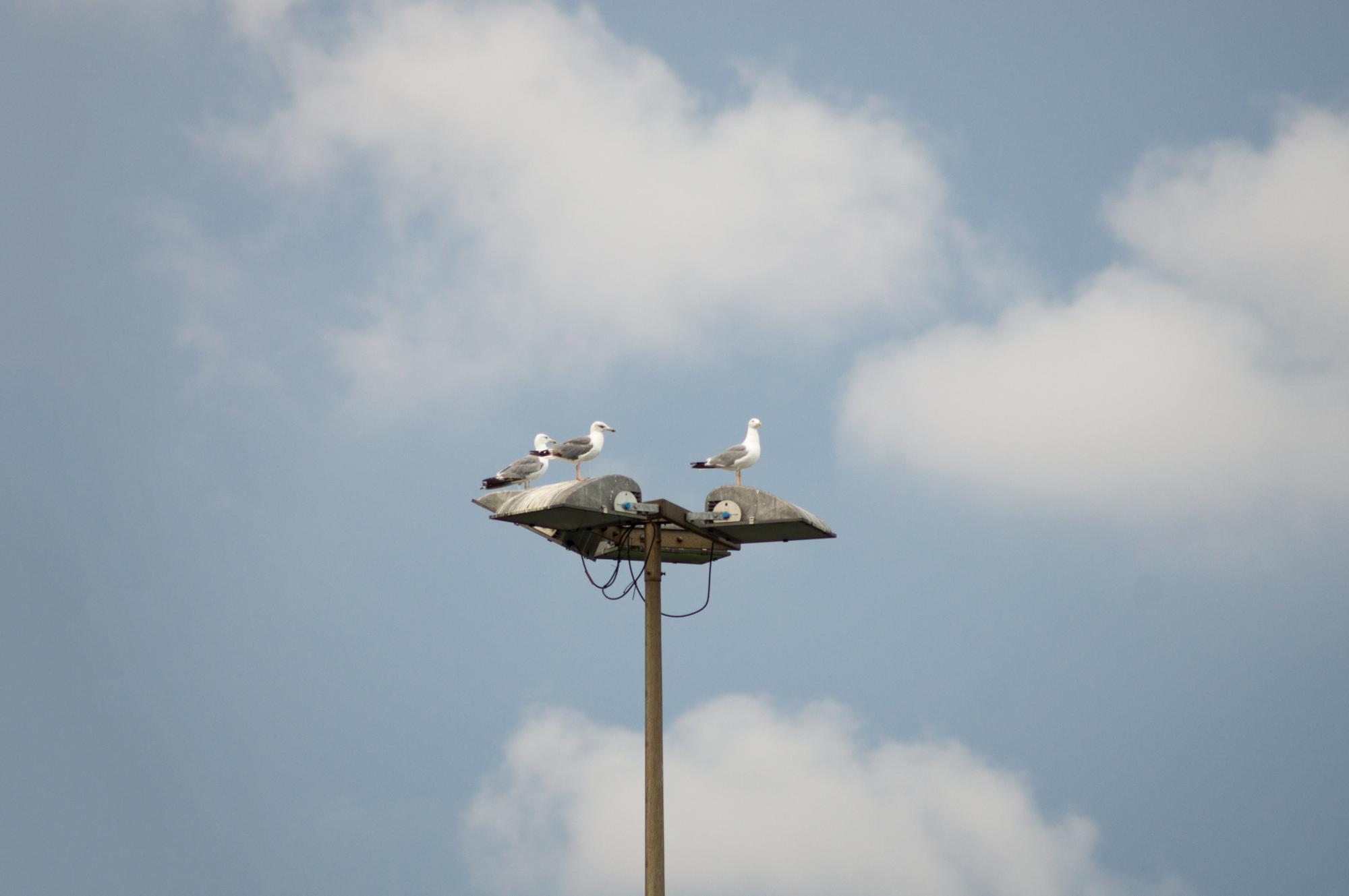 Three seagulls sitting on a street lamp in Barcelona