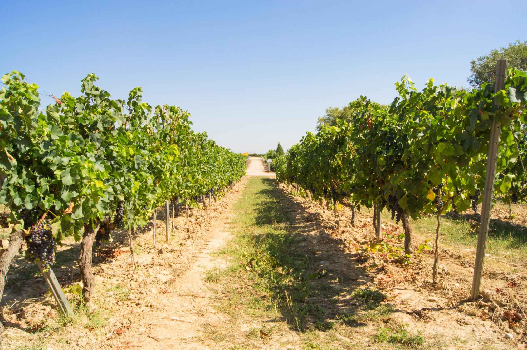 Torres family vineyards in the province of Penedes