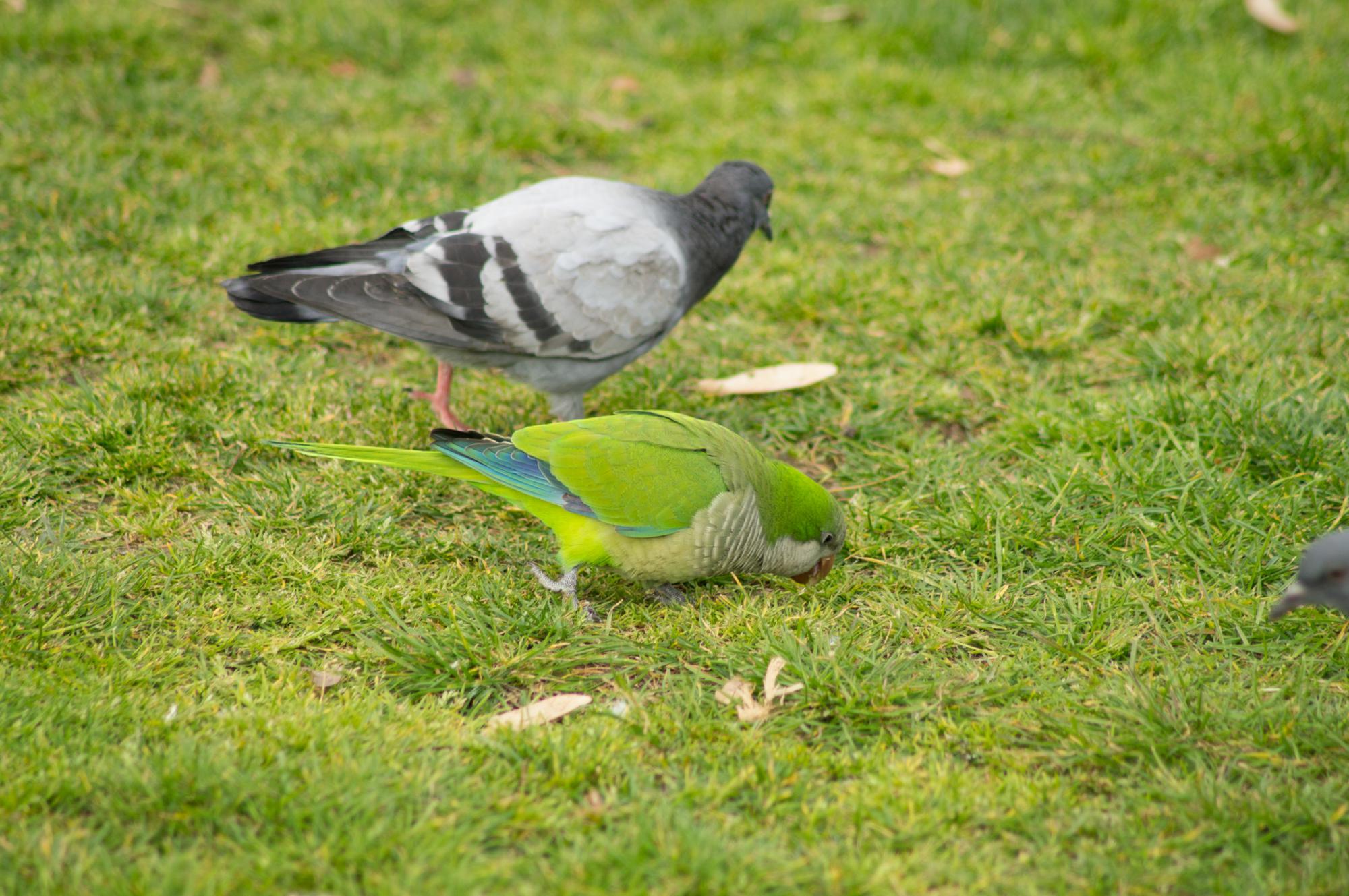 Pigeon and a parrot on the lawn in the park Barcelona