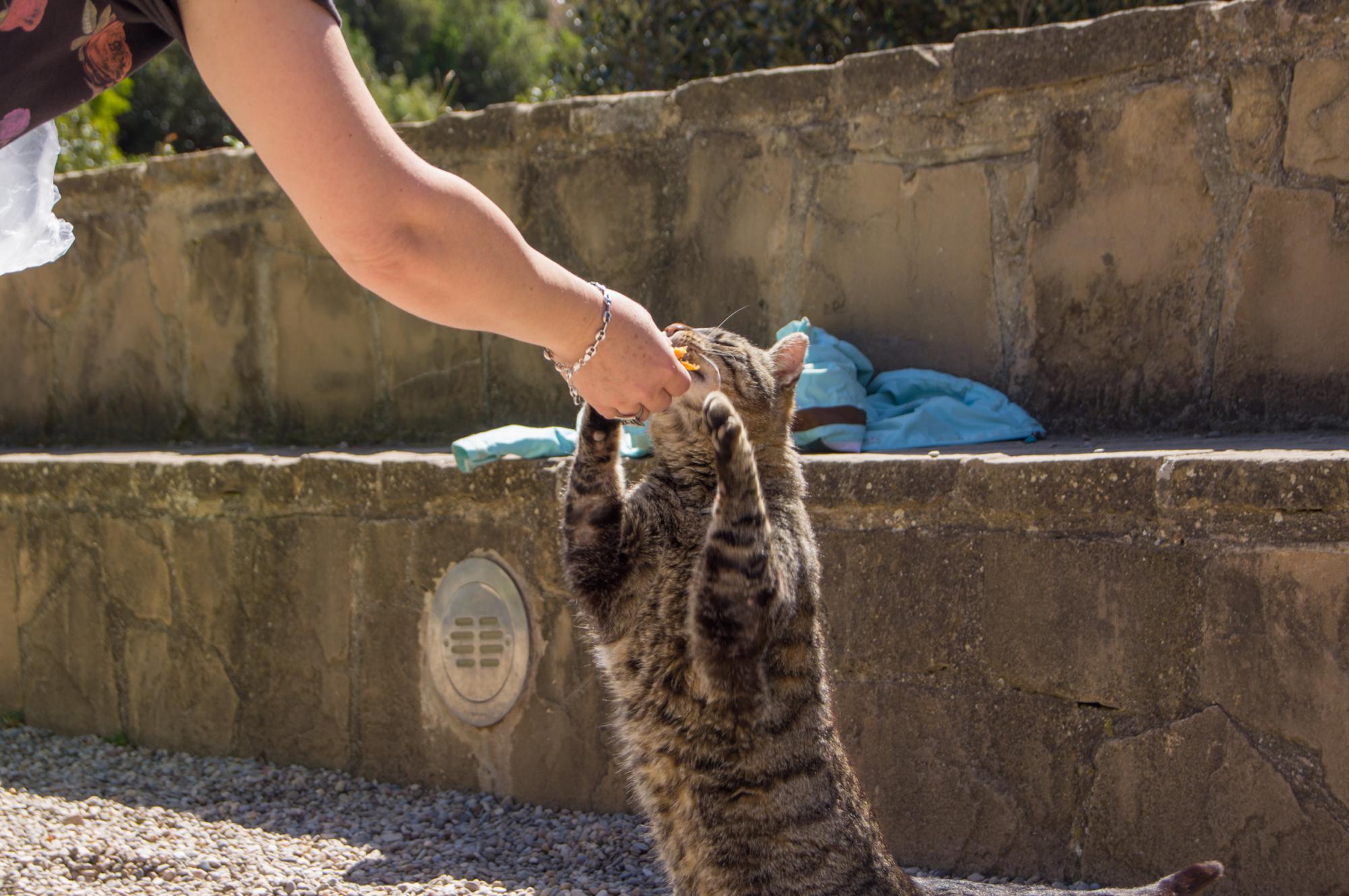 Cat begging for food on the mountain of Montserrat