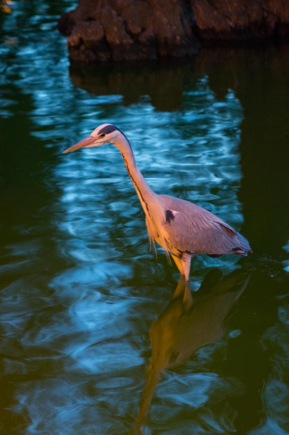 A crane hunting for frogs in the Parc de la Ciutadella