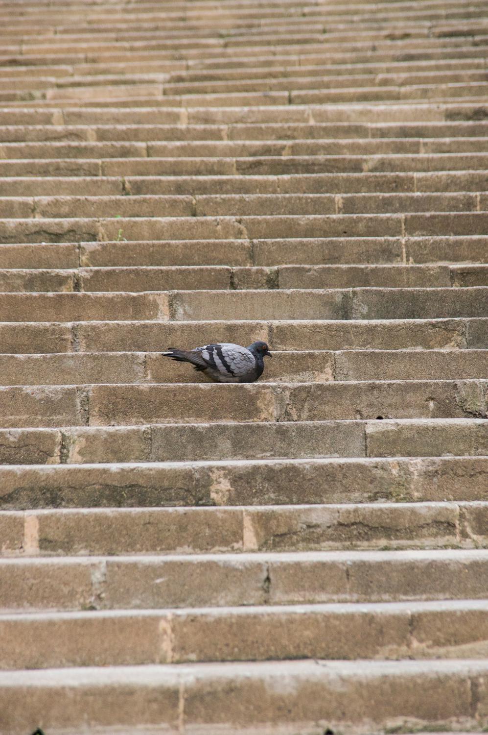 Pigeon sitting on the steps in the old part of Girona in Catalonia