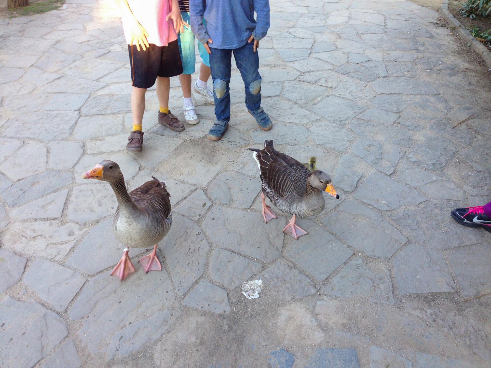 Geese and a gosling stroll in Park de la Ciutadella, Barcelona