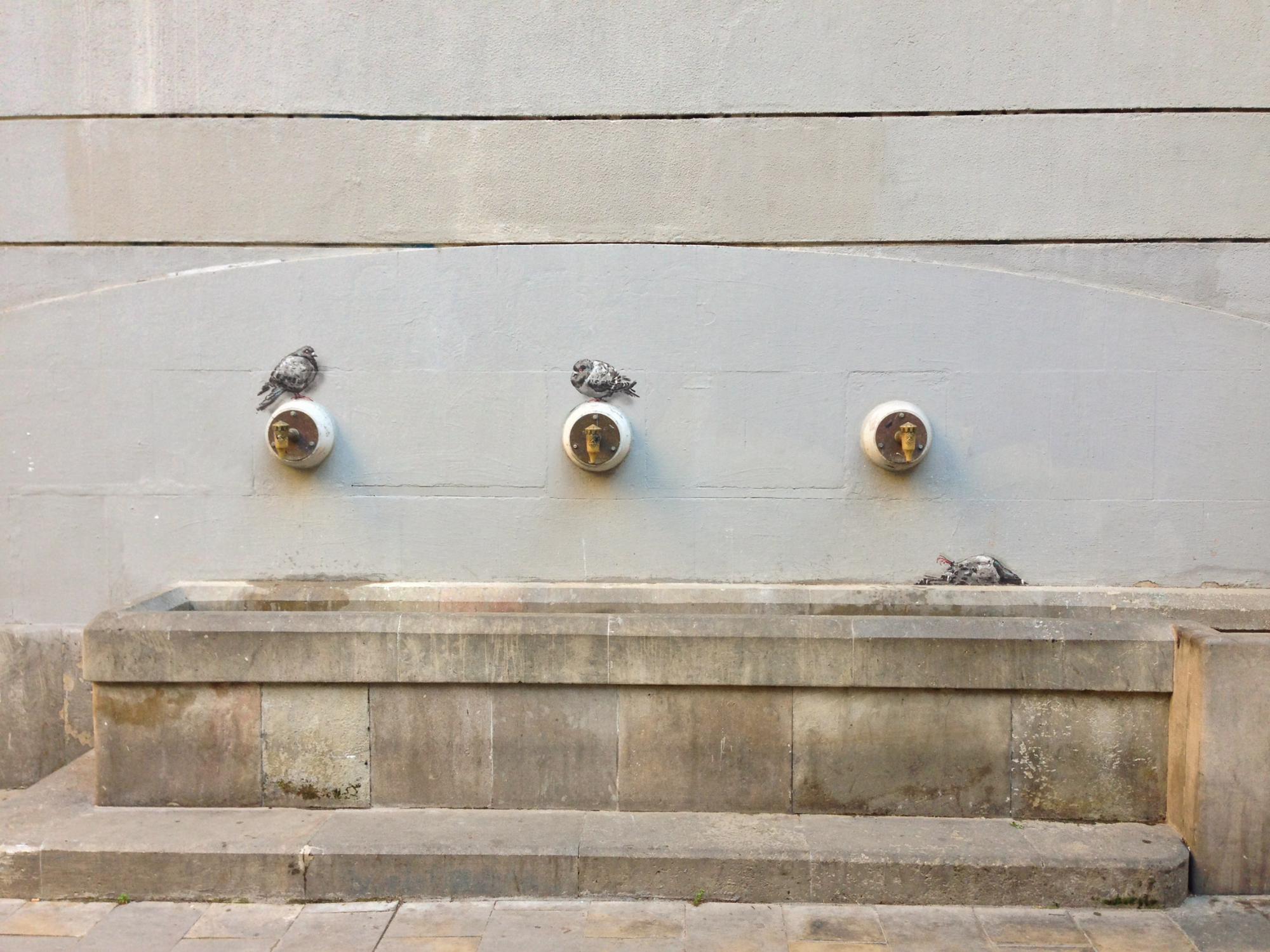 Image 3 pigeons on the wall in the area of ​​El Born, Barcelona