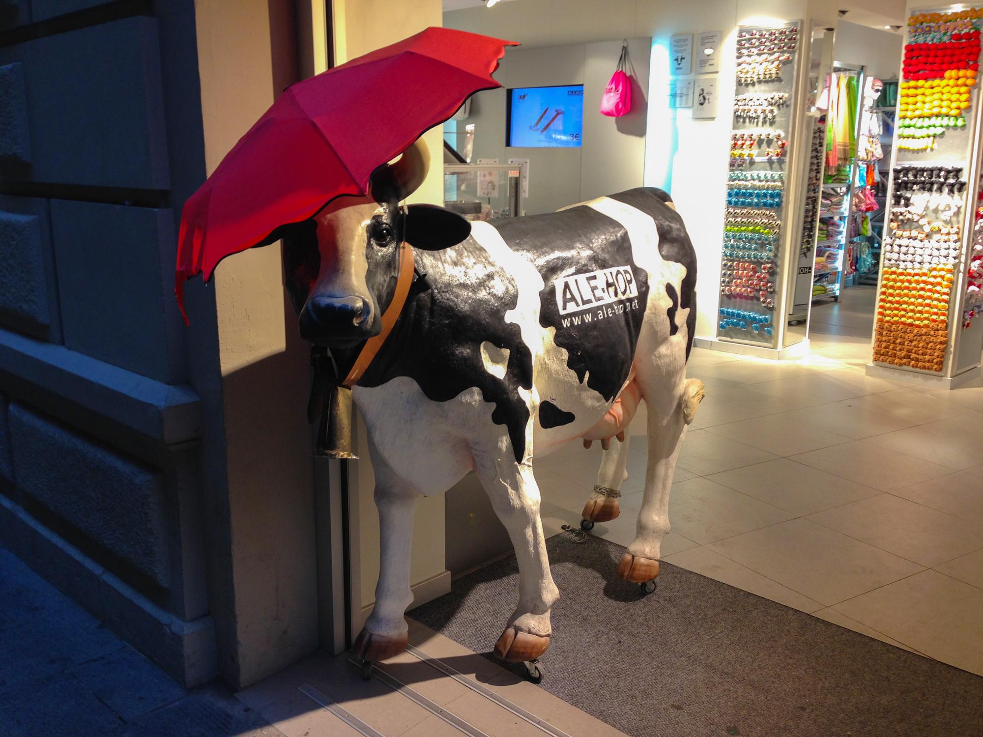 Cow with an umbrella