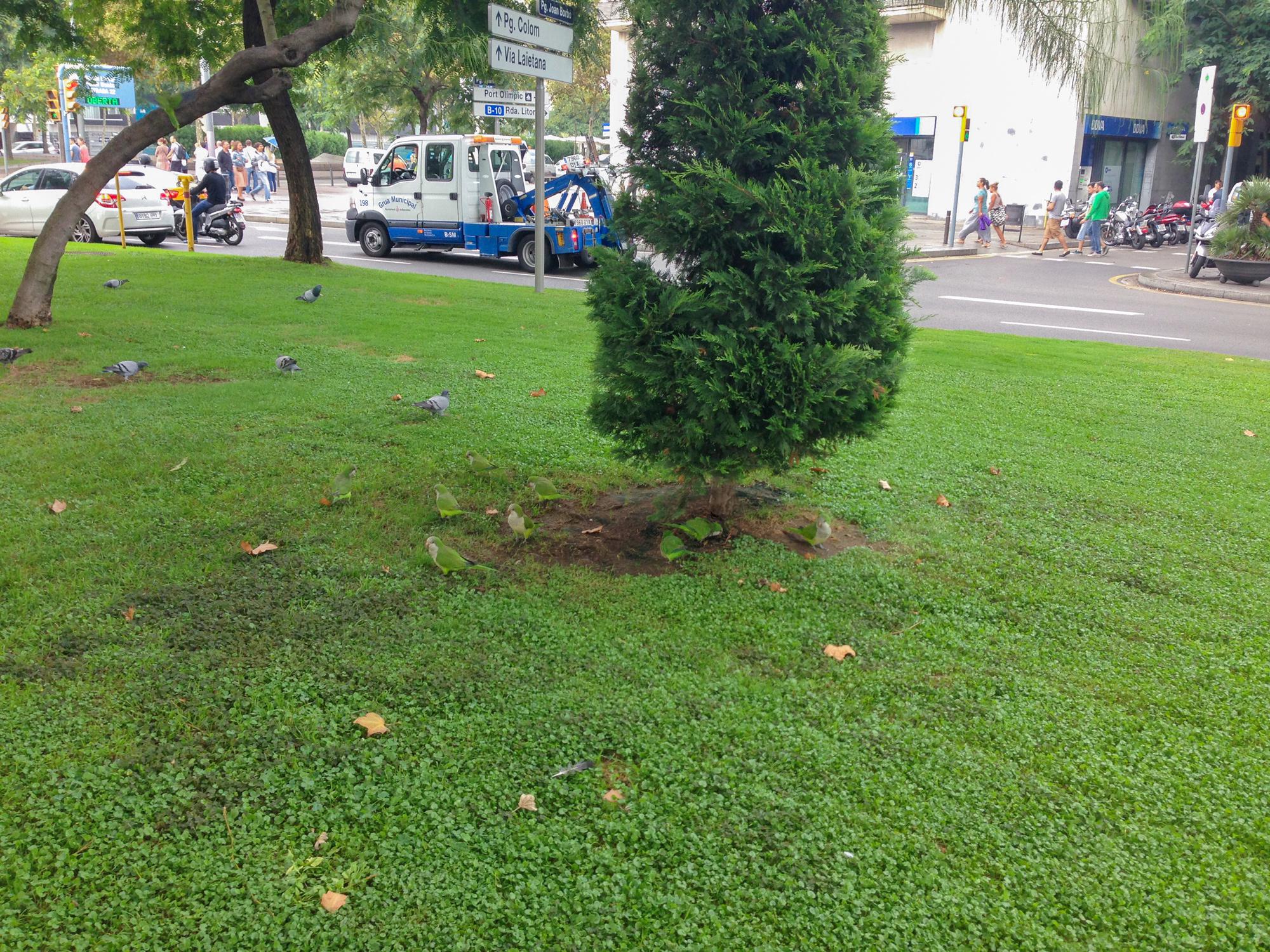 Попугаи прячутся от дождя на Plaça de l'Ictineo в Барселоне